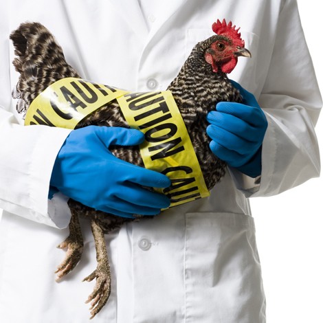 эпидемия птичьего гриппа